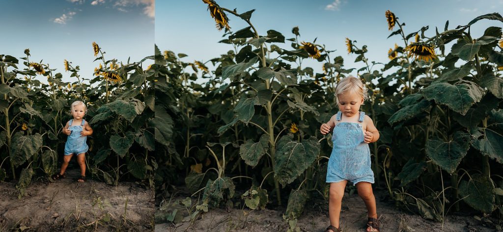 boy standing in sunflower field 