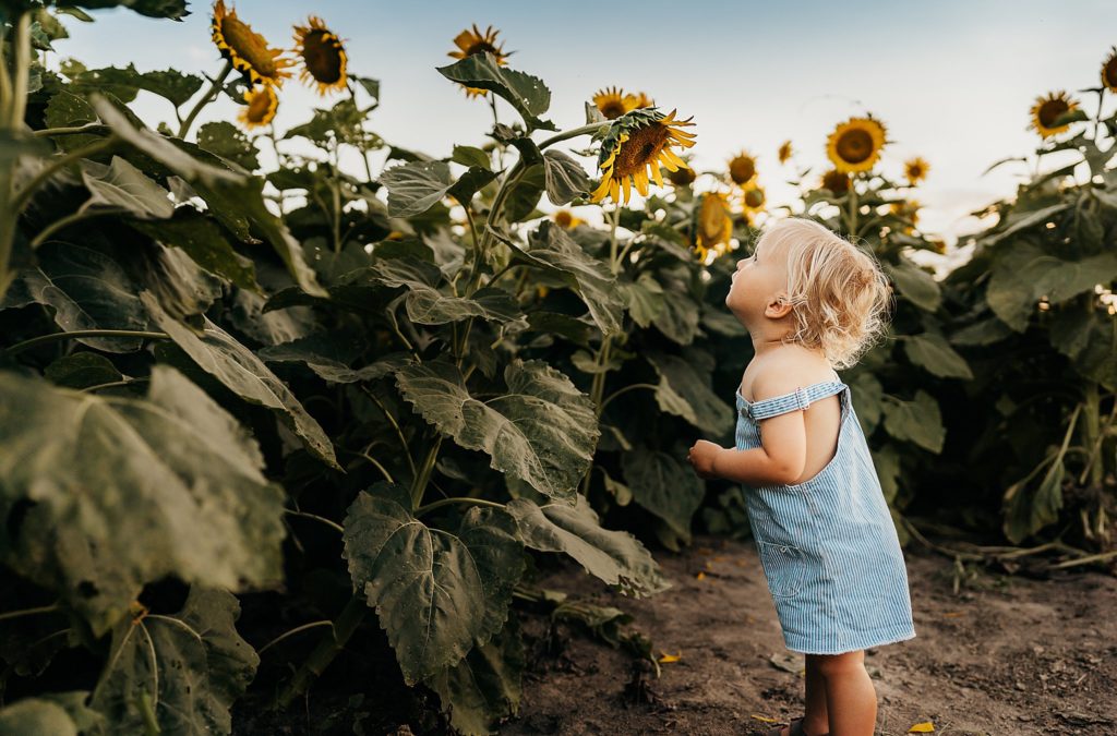 toddler looking at sunflower in St. Louis 