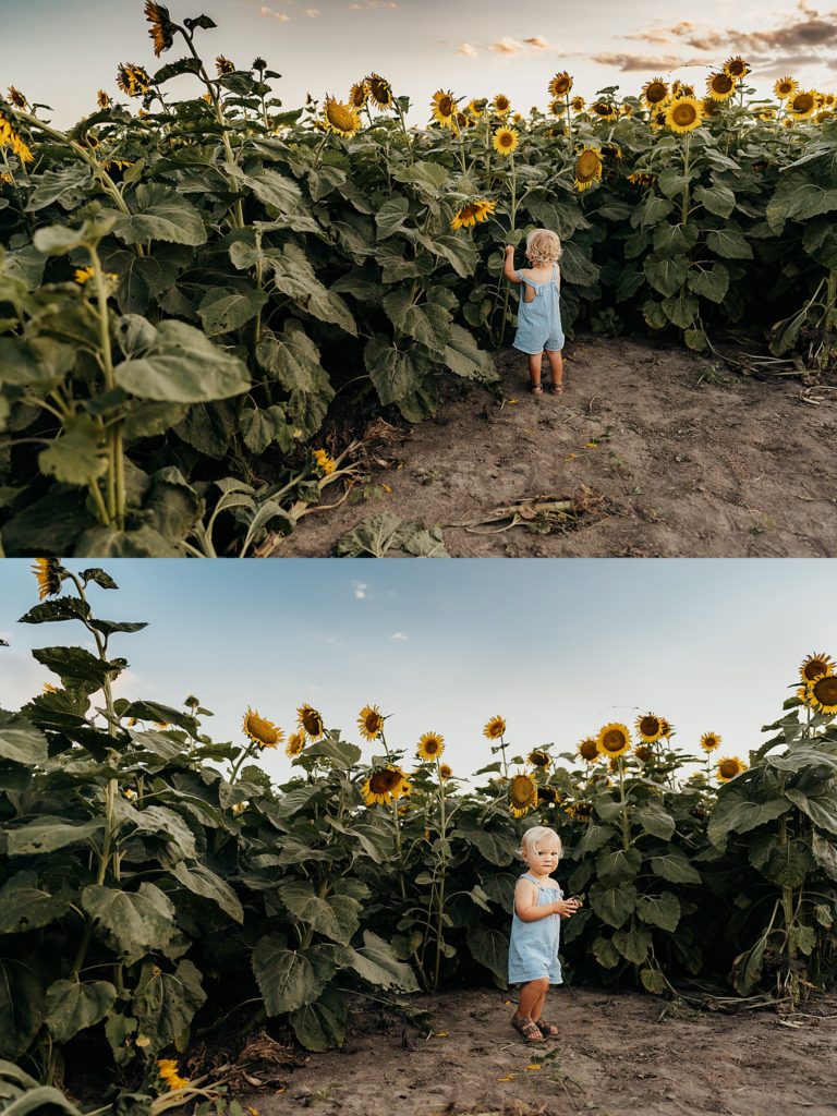end of 2020| toddler boy standing in sunflower field during a St. Louis Photo session